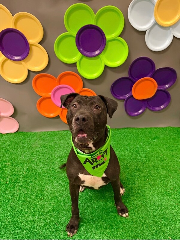 View Aiden the Dog Photo #12