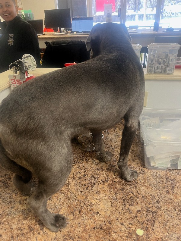 View Baby Delilah the Dog Photo #3