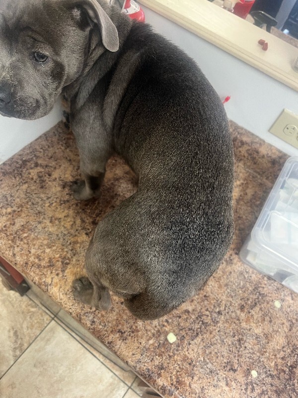 View Baby Delilah the Dog Photo #2