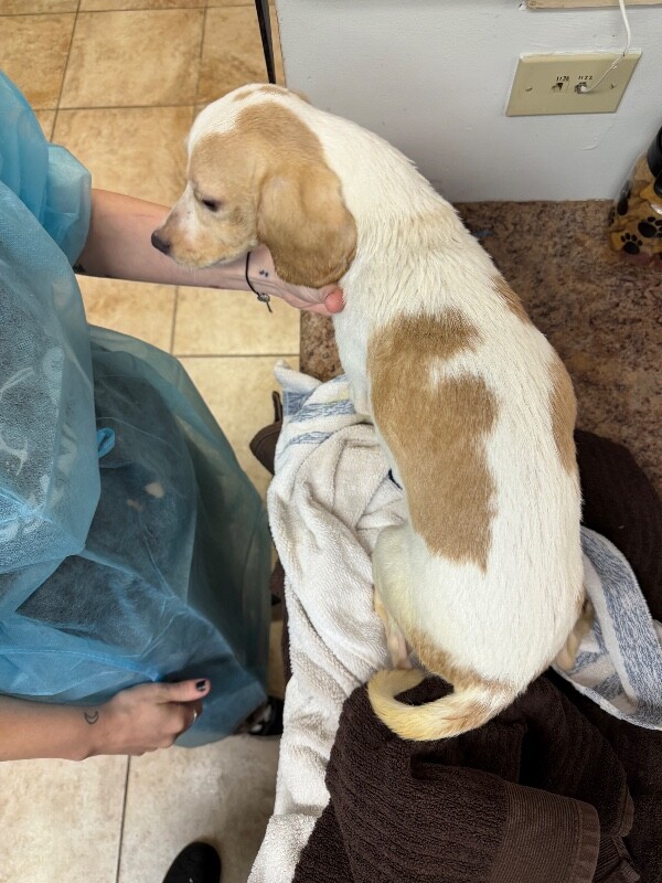 View Bubble Bath the Dog Photo #4