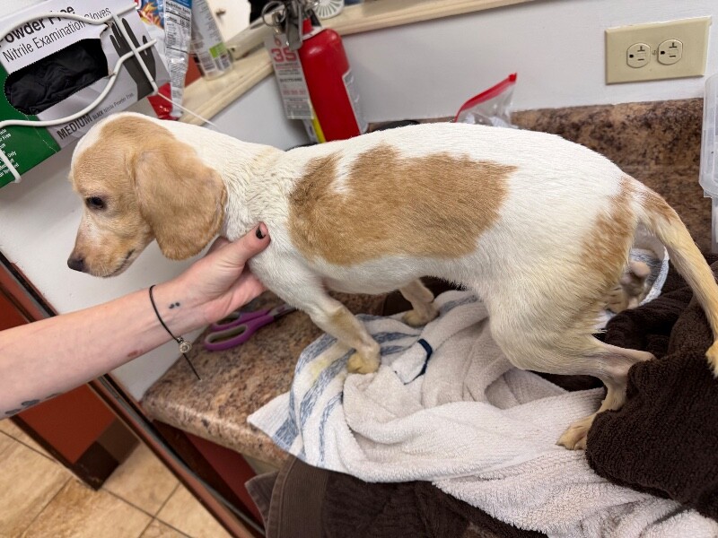 View Bubble Bath the Dog Photo #2