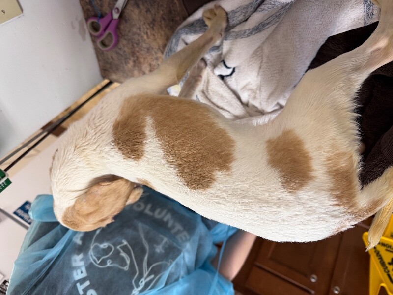 View Bubble Bath the Dog Photo #3