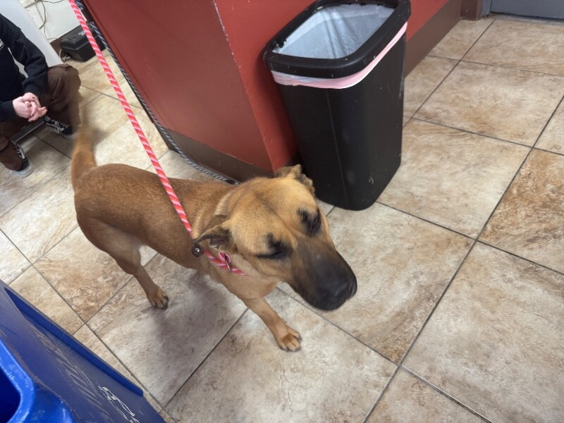 View Rihanna the Dog Photo #3