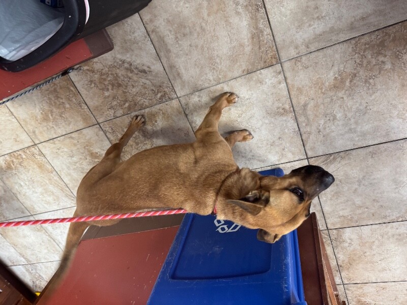 View Rihanna the Dog Photo #2