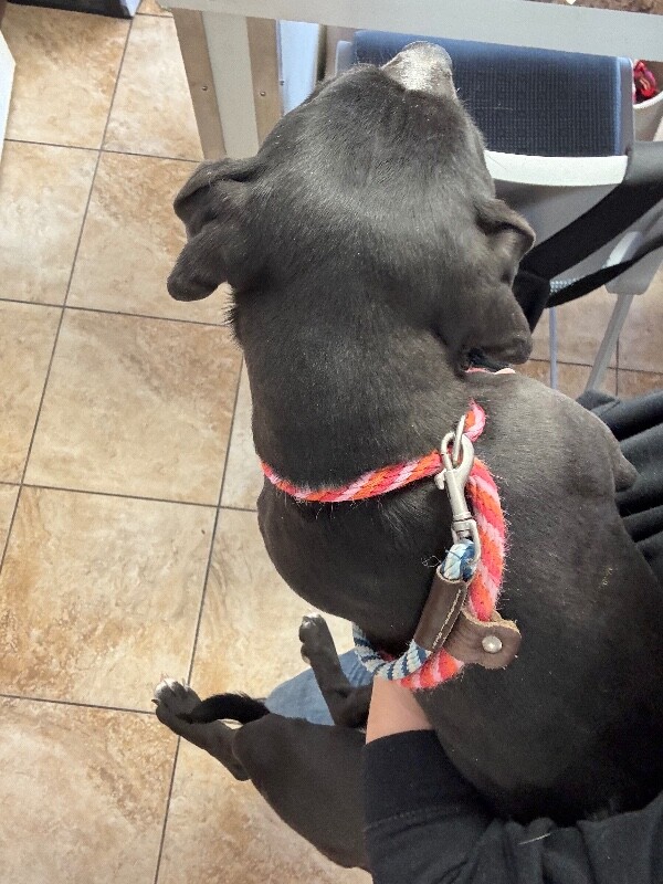 View Seattle the Dog Photo #5