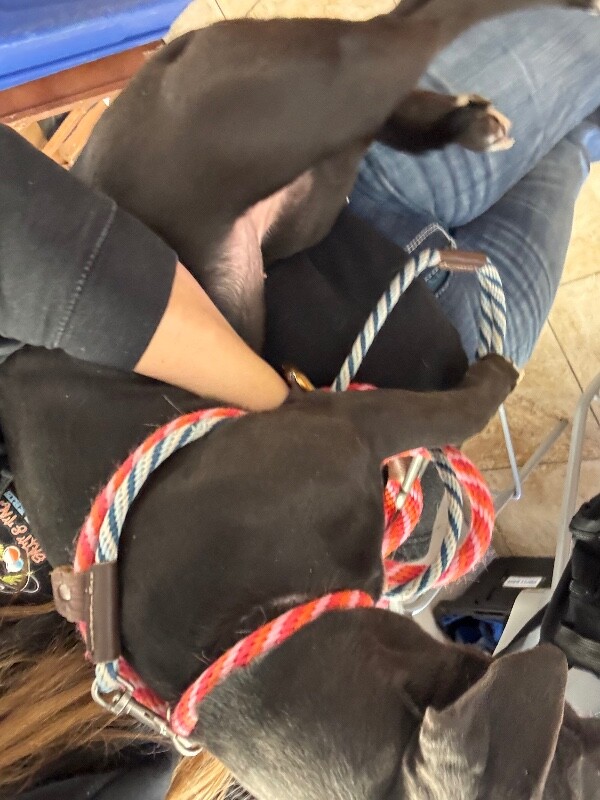 View Seattle the Dog Photo #4