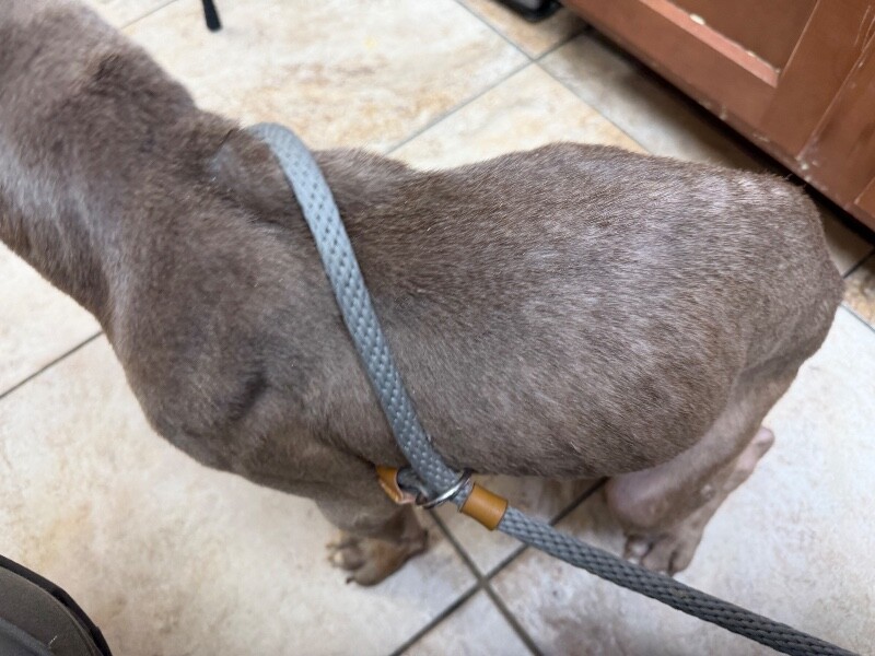 View Goffer the Dog Photo #2