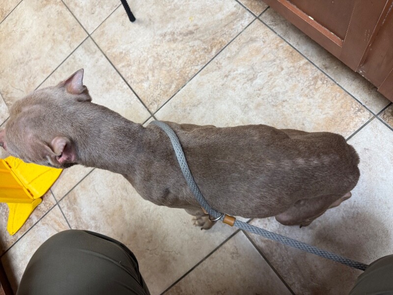 View Goffer the Dog Photo #4