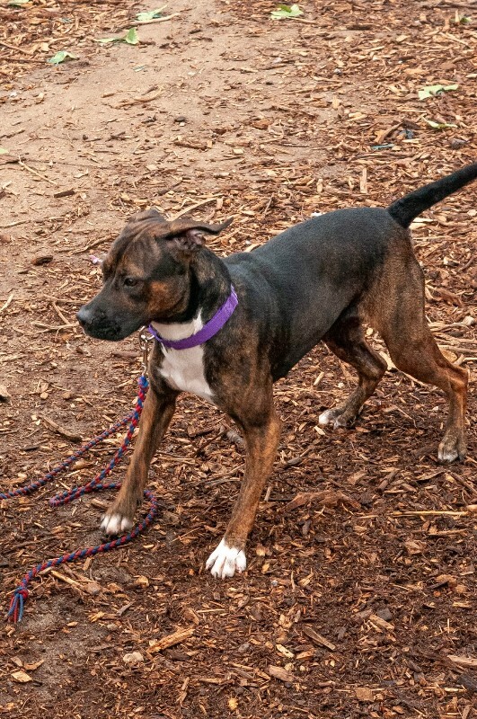 View Dizzy the Dog Photo #6