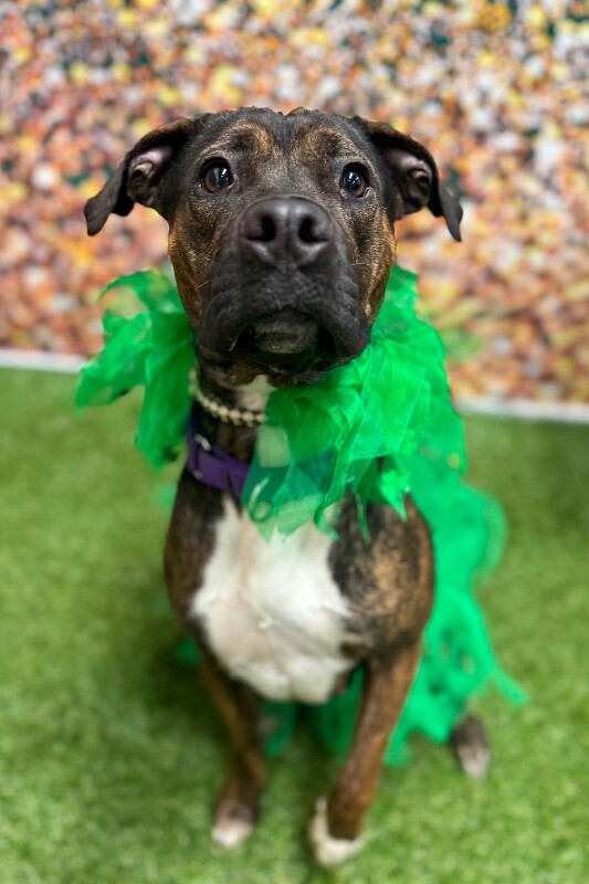 View Dizzy the Dog Photo #3