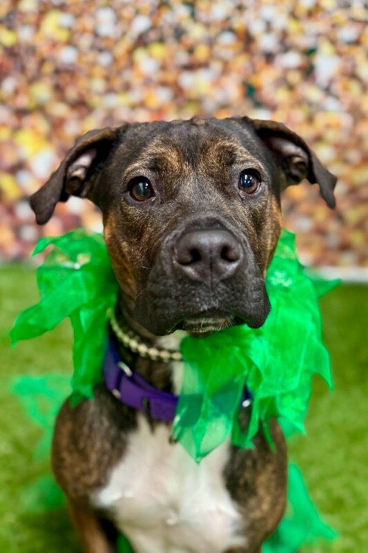 View Dizzy the Dog Photo #2