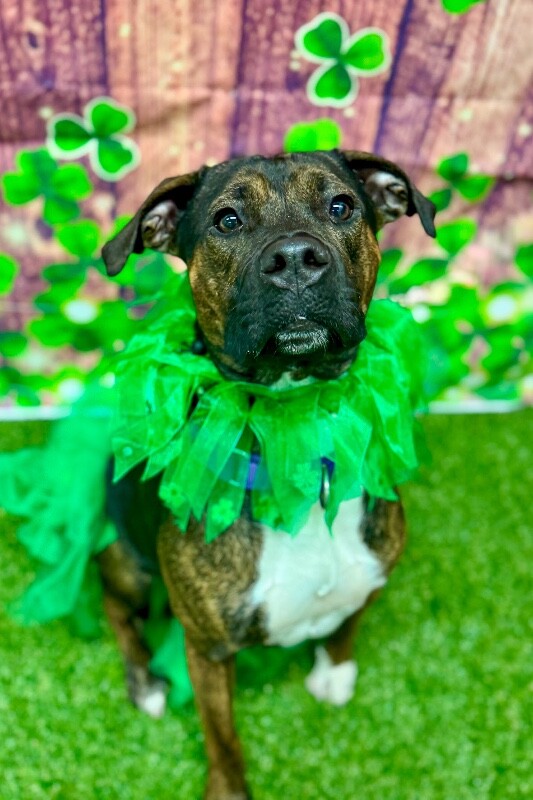 View Dizzy the Dog Photo #4