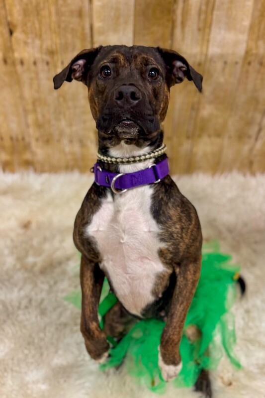 View Dizzy the Dog Photo #8