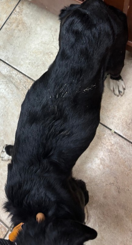 View Trojan the Dog Photo #2