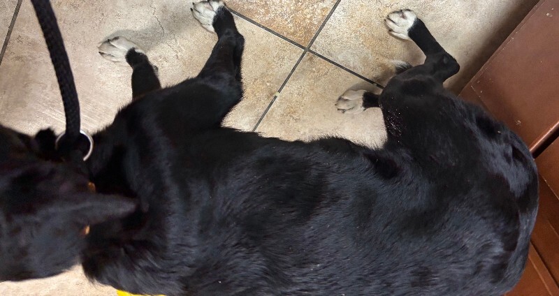 View Trojan the Dog Photo #3