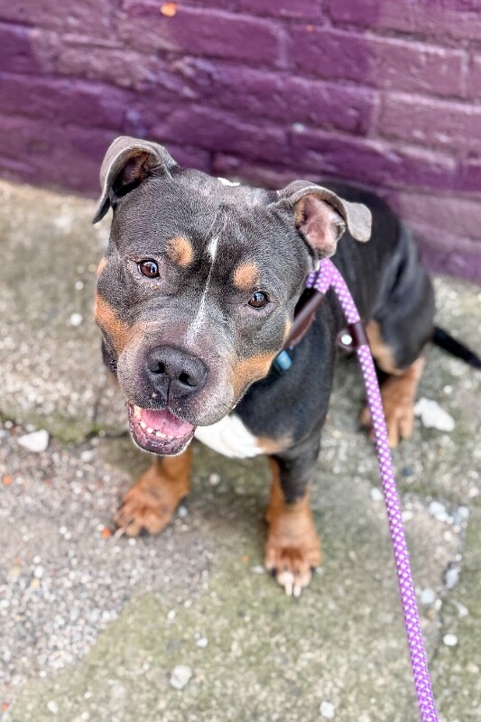 View Titus the Dog Photo #7