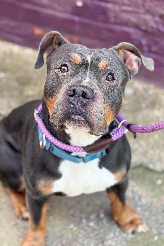 View Titus the Dog Photo #5