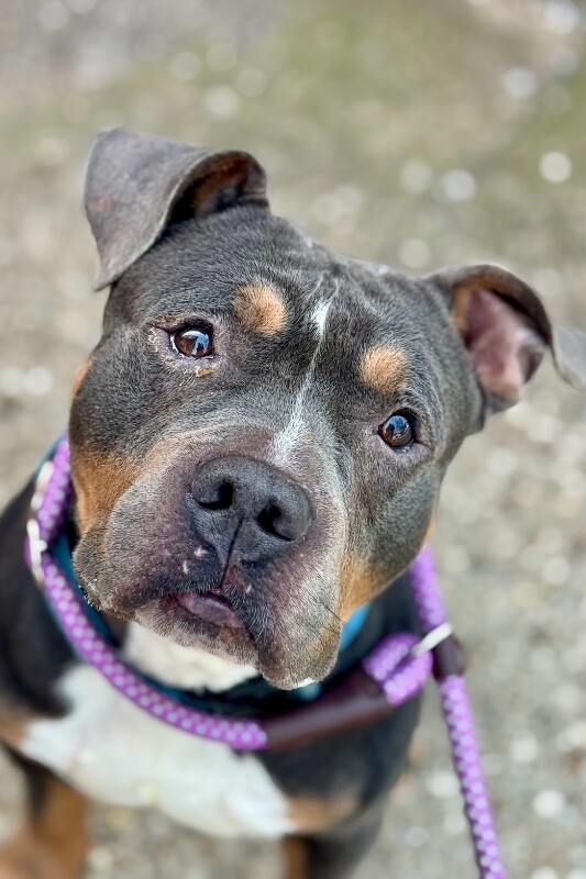 View Titus the Dog Photo #6