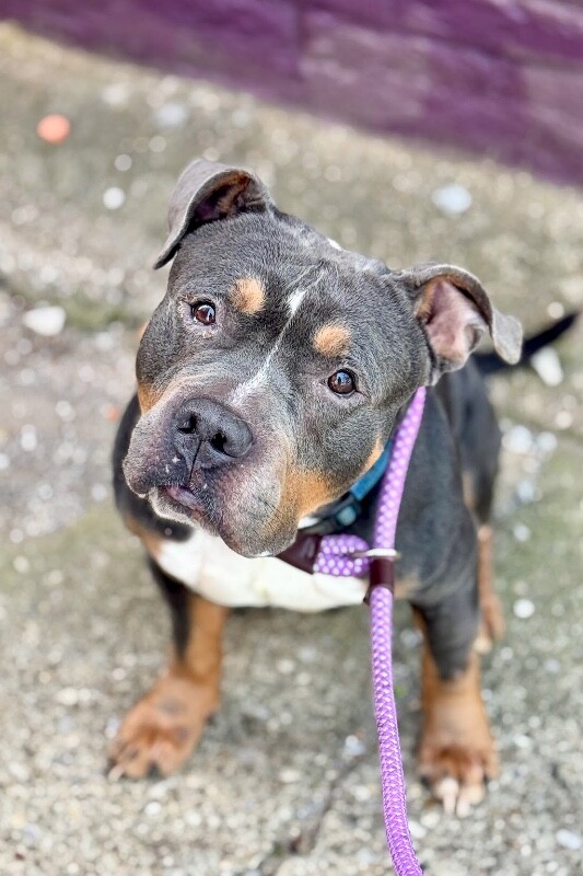 View Titus the Dog Photo #4