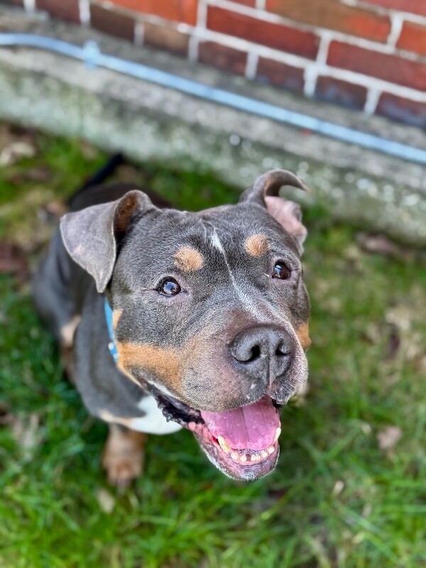 View Titus the Dog Photo #9