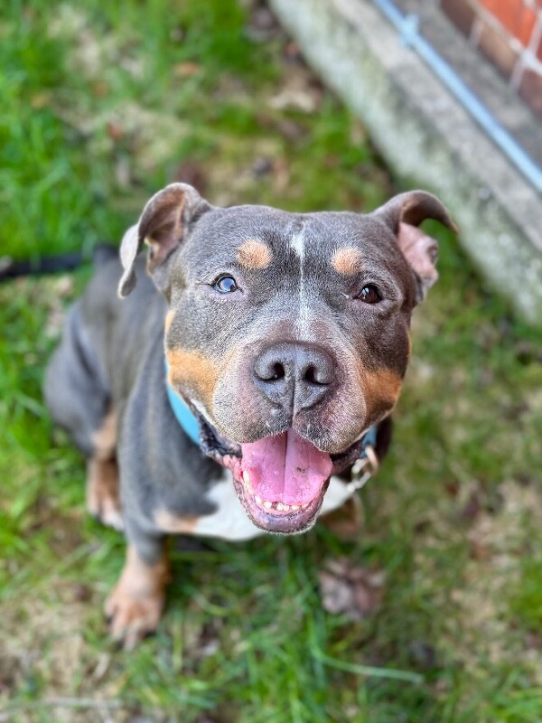 View Titus the Dog Photo #10