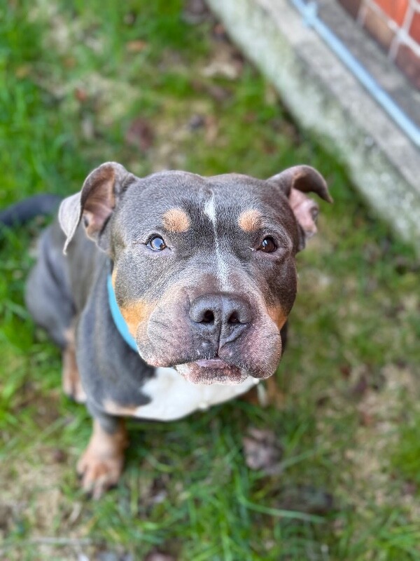 View Titus the Dog Photo #8