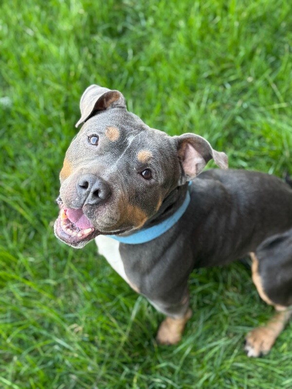 View Titus the Dog Photo #3