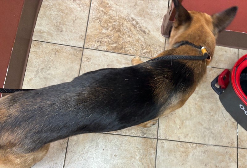 View Salem the Dog Photo #3