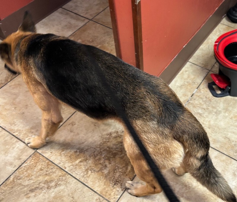 View Salem the Dog Photo #2