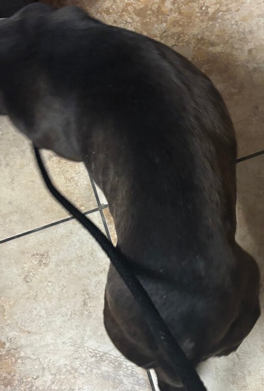 View Queen Of The Nine Realms the Dog Photo #3