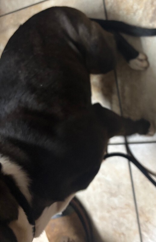 View Queen Of The Nine Realms the Dog Photo #4