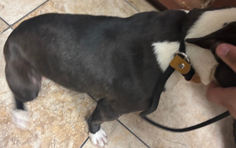 View Queen Of The Nine Realms the Dog Photo #2