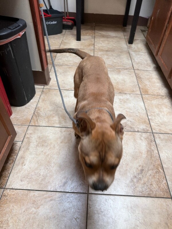 View Carter the Dog Photo #3