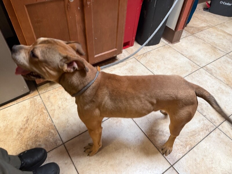 View Carter the Dog Photo #2