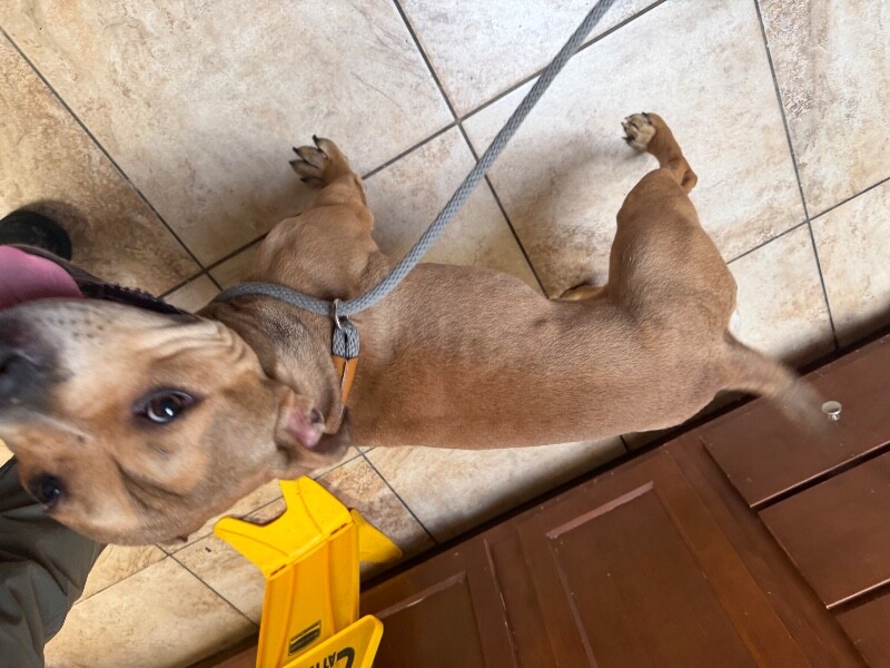 View Carter the Dog Photo #4