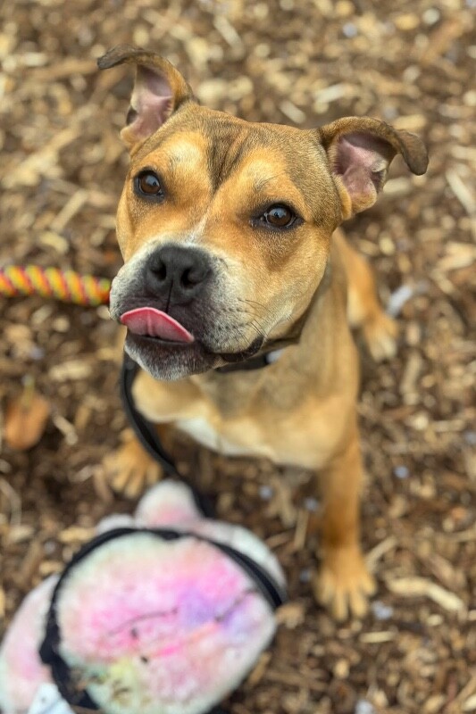 View Carter the Dog Photo #3