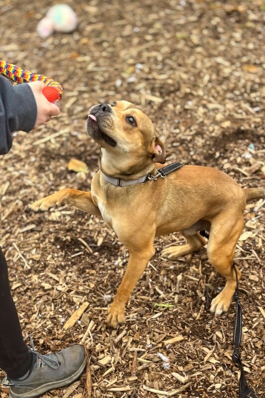 View Carter the Dog Photo #4