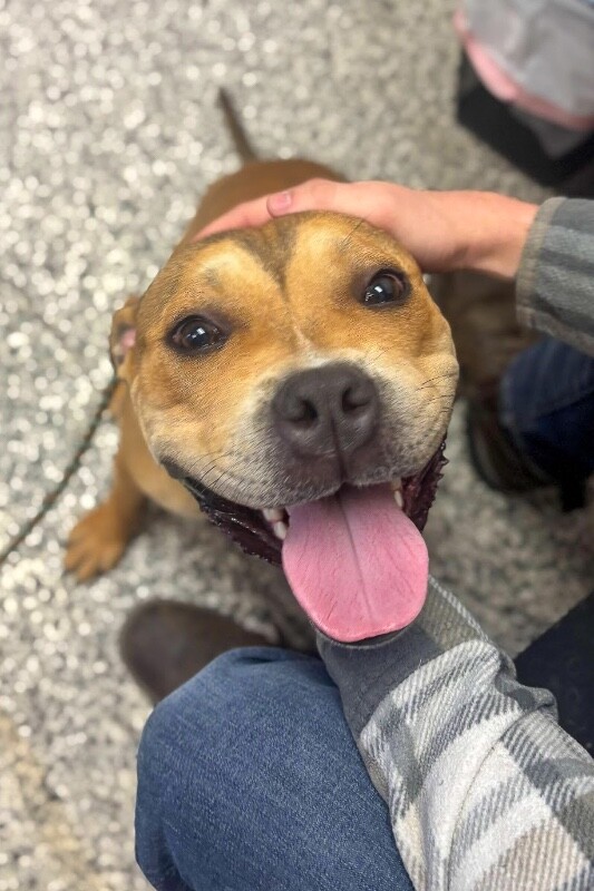 View Carter the Dog Photo #2