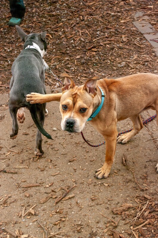 View Carter the Dog Photo #5