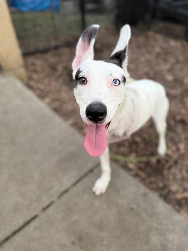 View Snow the Dog Photo #5