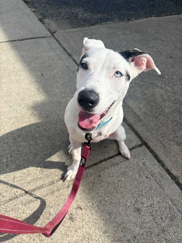 View Snow the Dog Photo #4