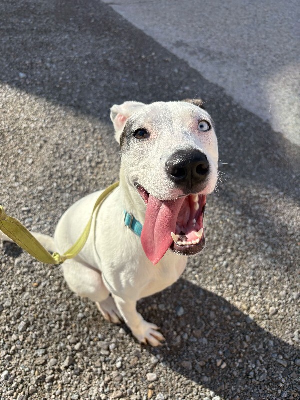 View Snow the Dog Photo #3