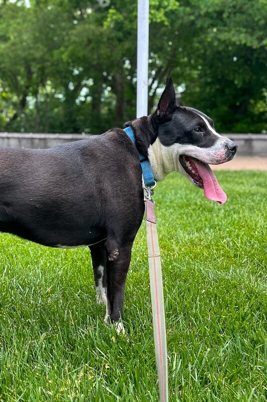 View Falcon the Dog Photo #10