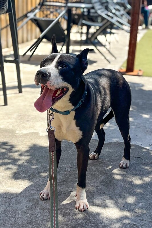 View Falcon the Dog Photo #12