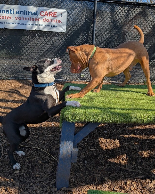 View Falcon the Dog Photo #14