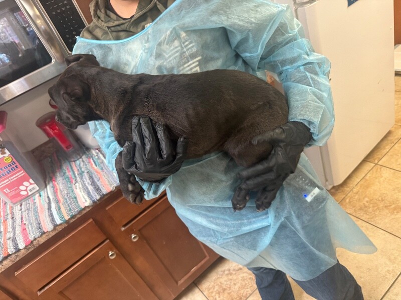 View Chyna the Dog Photo #2