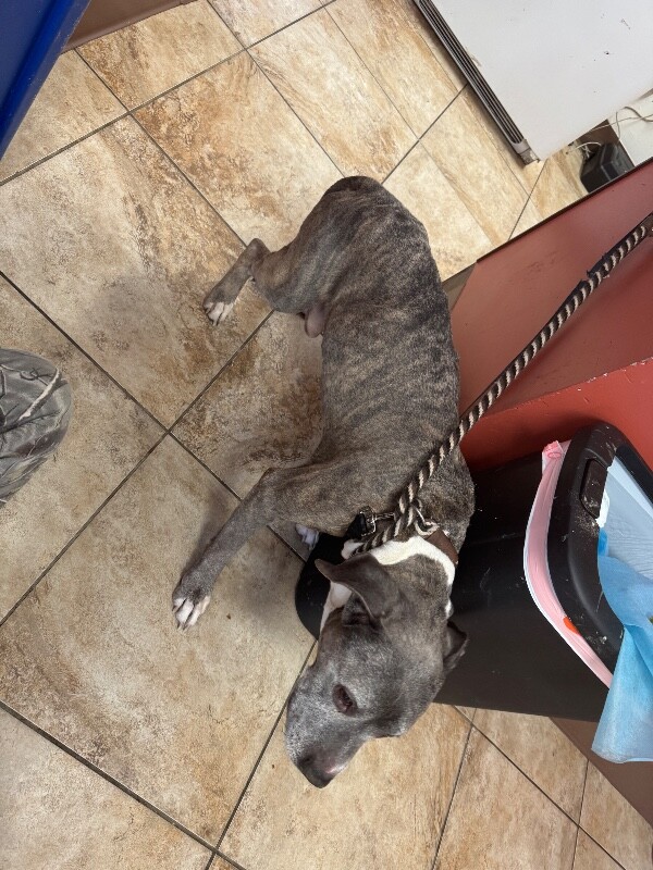 View Brucy the Dog Photo #2