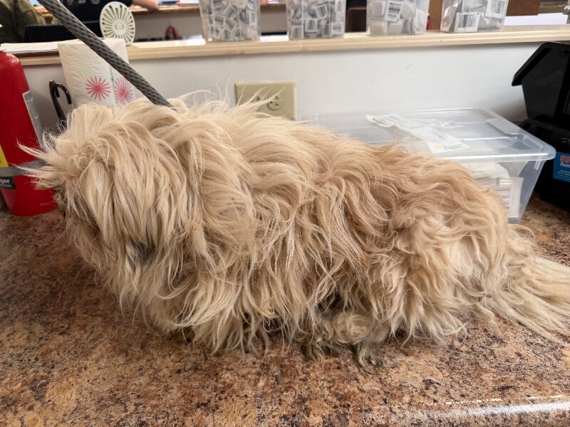 View JJ the Dog Photo #3