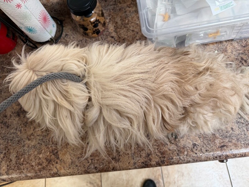 View JJ the Dog Photo #2