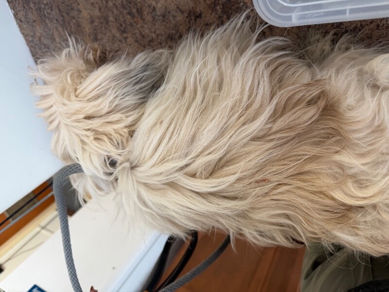 View JJ the Dog Photo #4